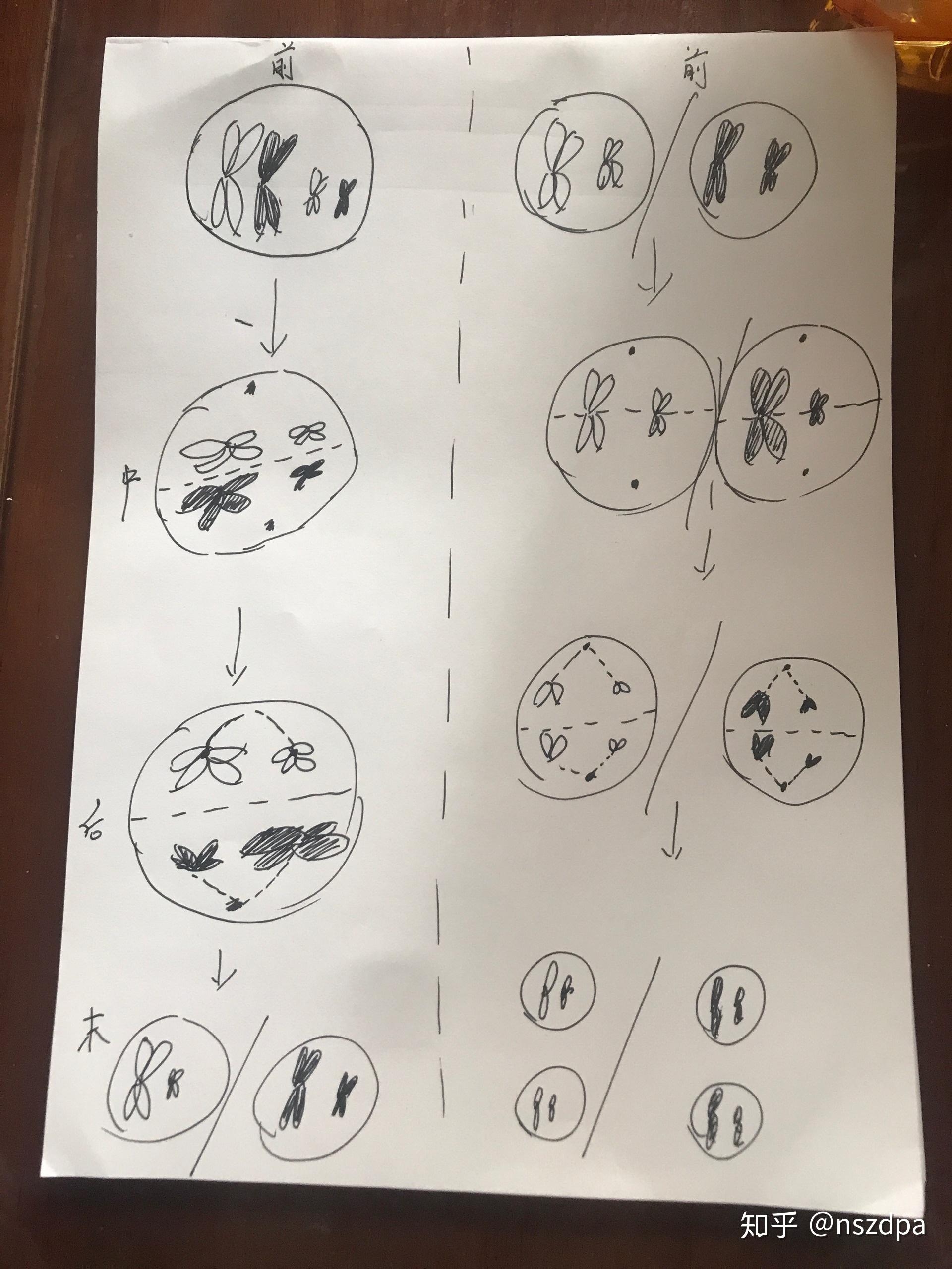 怎么用4条染色体表示生殖细胞减数分裂行为?