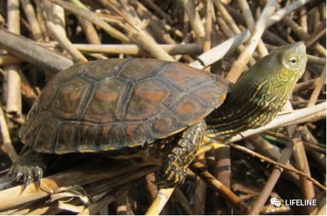 走心全网最全一篇介绍欧洲黄喉的地中海石龟文章