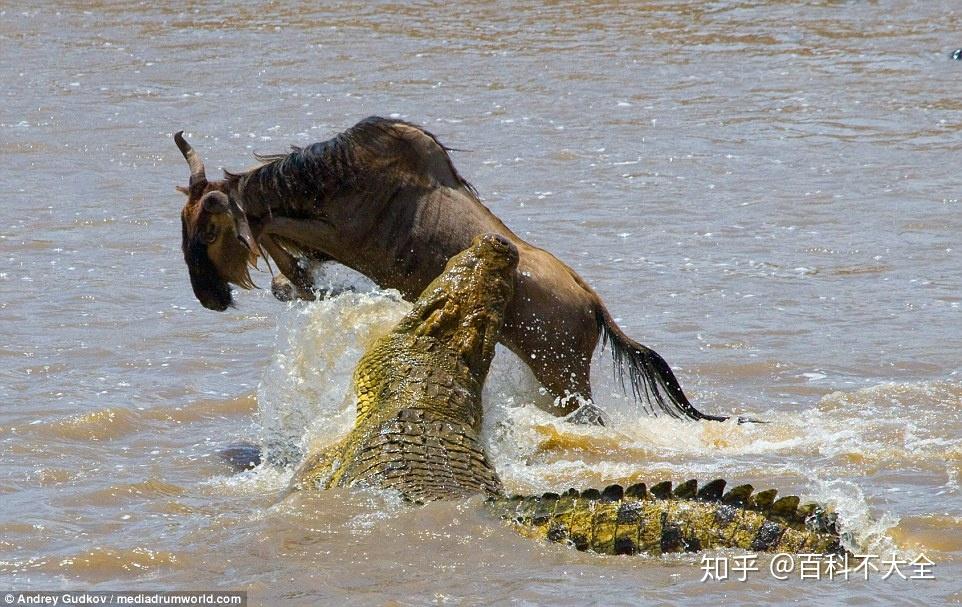 至於河馬,獅子,尼羅鱷是不會主動招惹的,但可能襲擊它們的老弱病殘