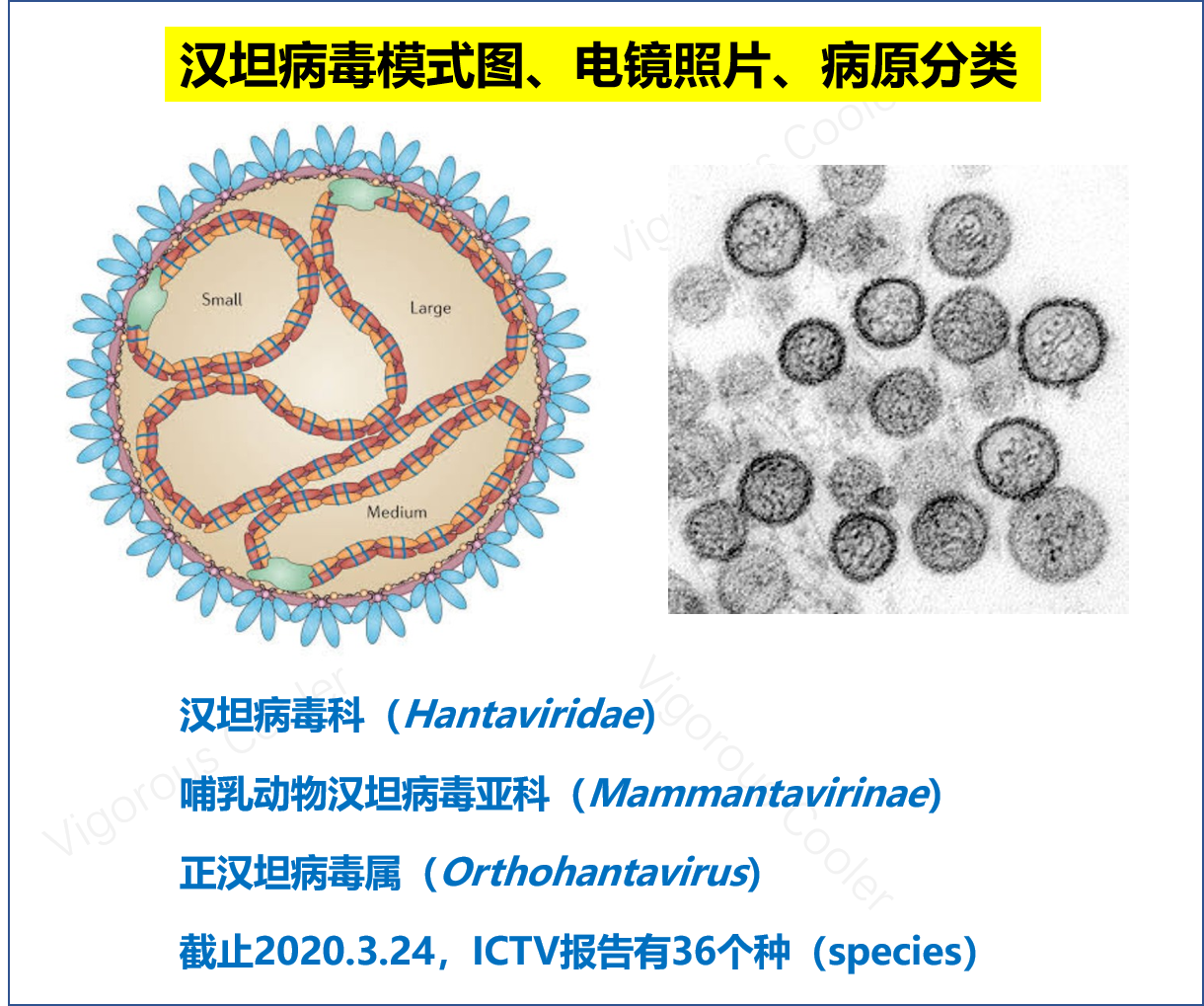 宁陕大巴检测阳性的汉坦病毒是什么来头