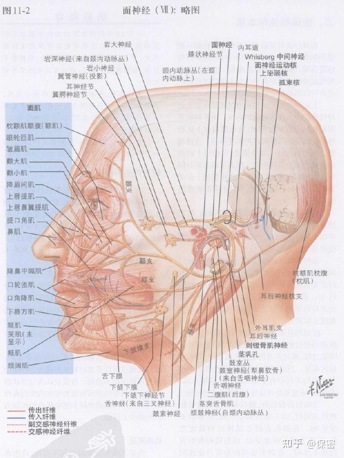 面神经体表定位图图片