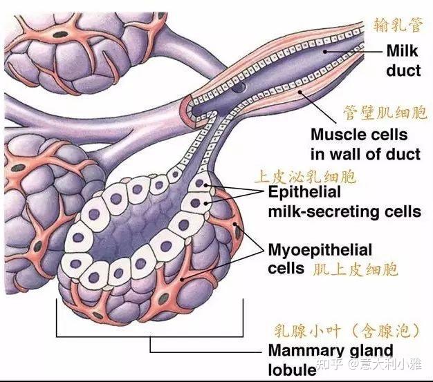 非侵入式生物科技丰胸智商税还是真材实料