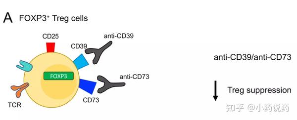 CD39对T细胞的调节作用和功能 - 知乎