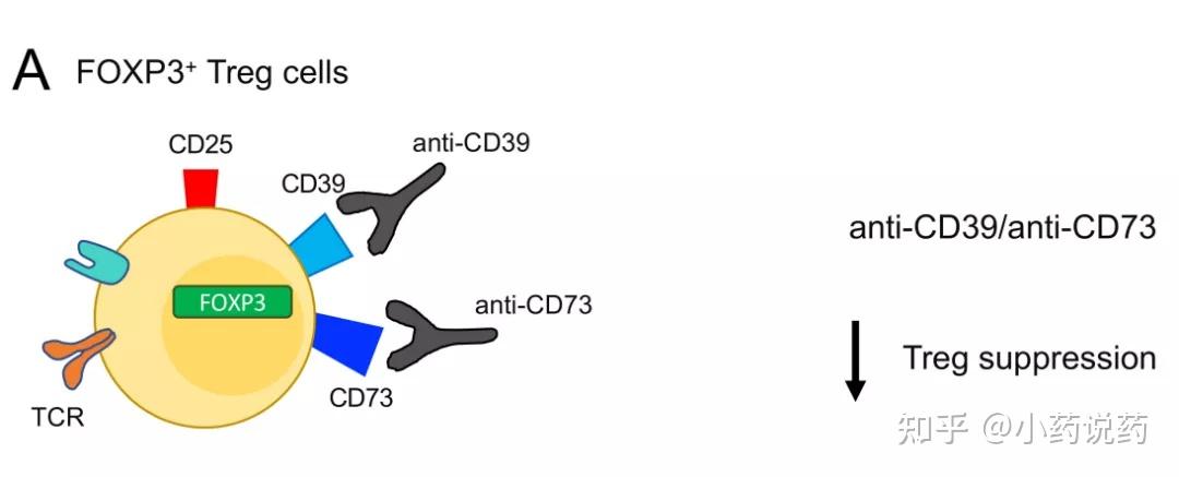 Cd39对t细胞的调节作用和功能 - 知乎