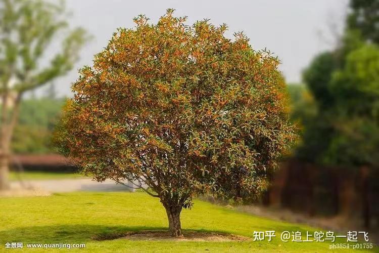 这秋景,您就着桂花,那才更美——桂花树 - 知乎