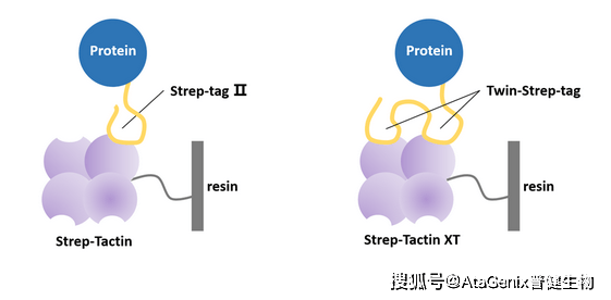 【普健生物知识百科】做蛋白表达别乱加标签！不同标签的优劣和用途一次讲清楚 - 知乎