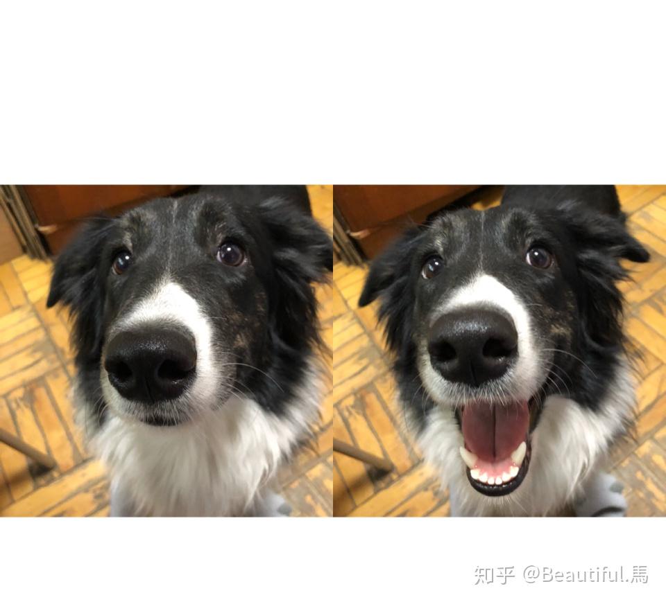 说说边境牧羊犬有多聪明?