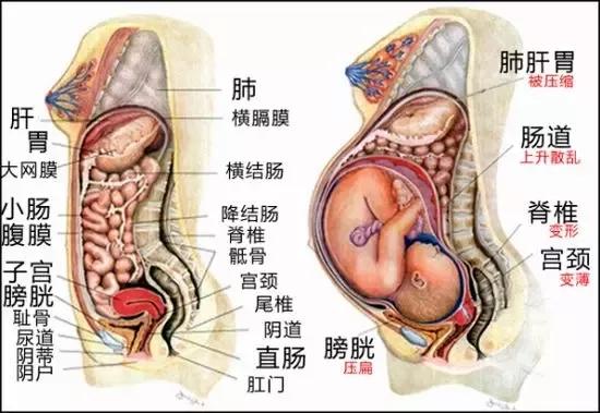 怀孕中期孕妇胃的位置变化图解 知乎