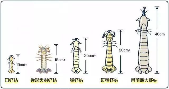 蝼蛄和虾蛄图片