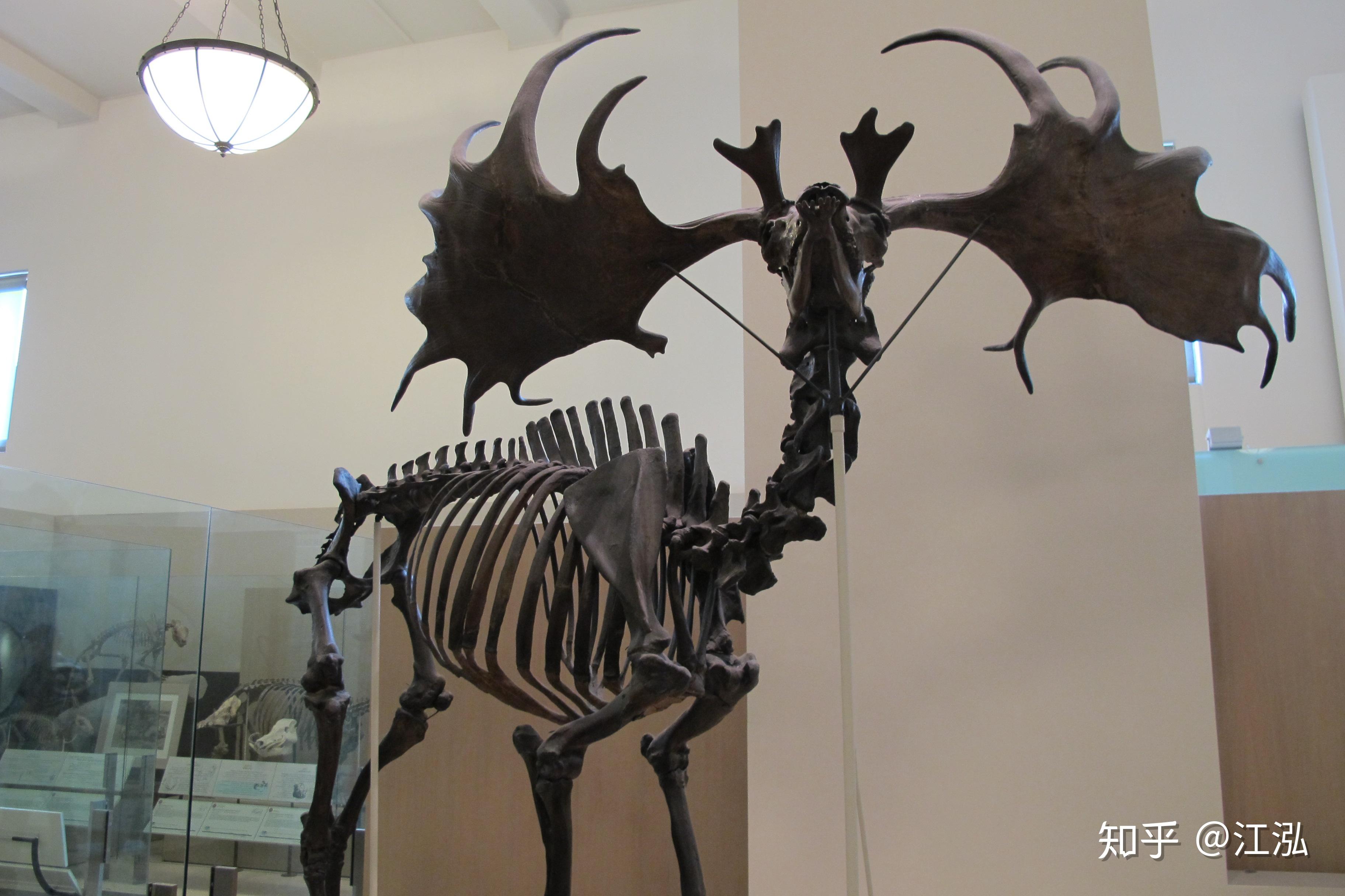 史前巨鹿头顶4米大角,竟然是撩妹神器!