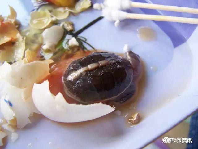 黄缘蛋蛋的孵化