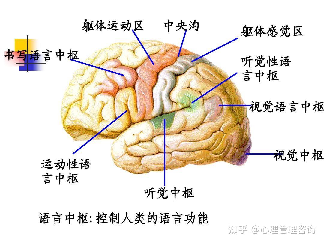 言语活动的中枢机制 - 知乎