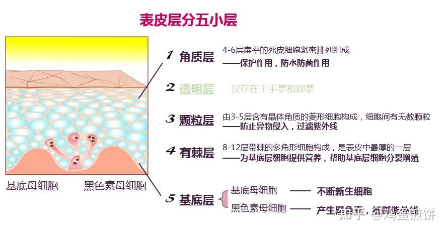 真皮層,皮下組織層首先是我們的角質層它是皮膚的最外層,其中角質細胞