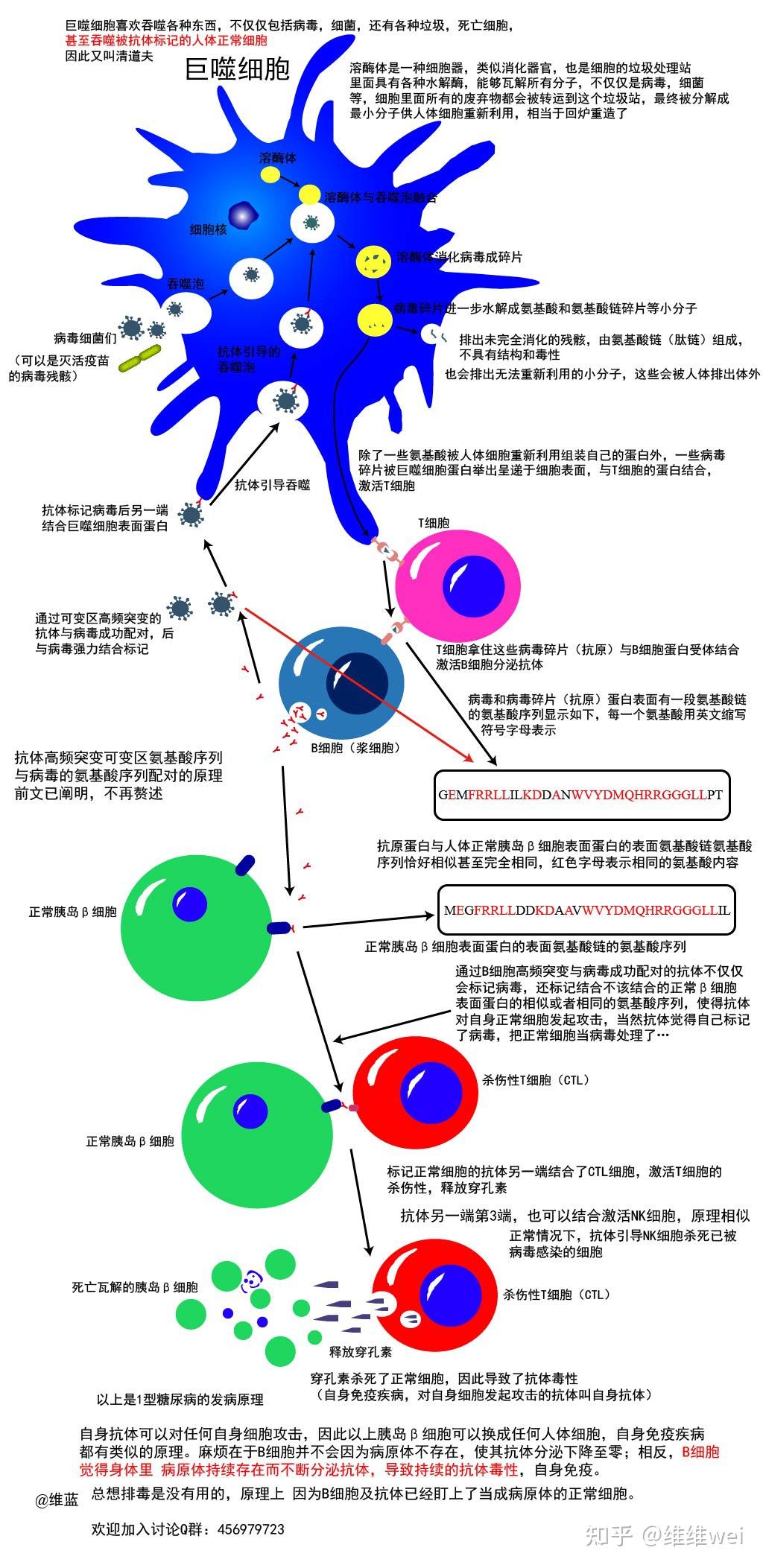 抗体的毒性原理和自身免疫疾病 知乎