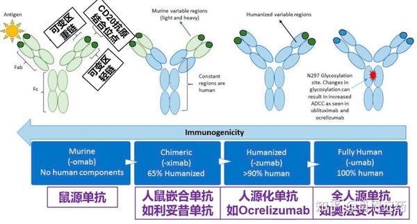 记住所有FDA生物药 | 靶向CD20 | Ocrevus®Ocrelizumab | 多发性硬化 MS - 知乎