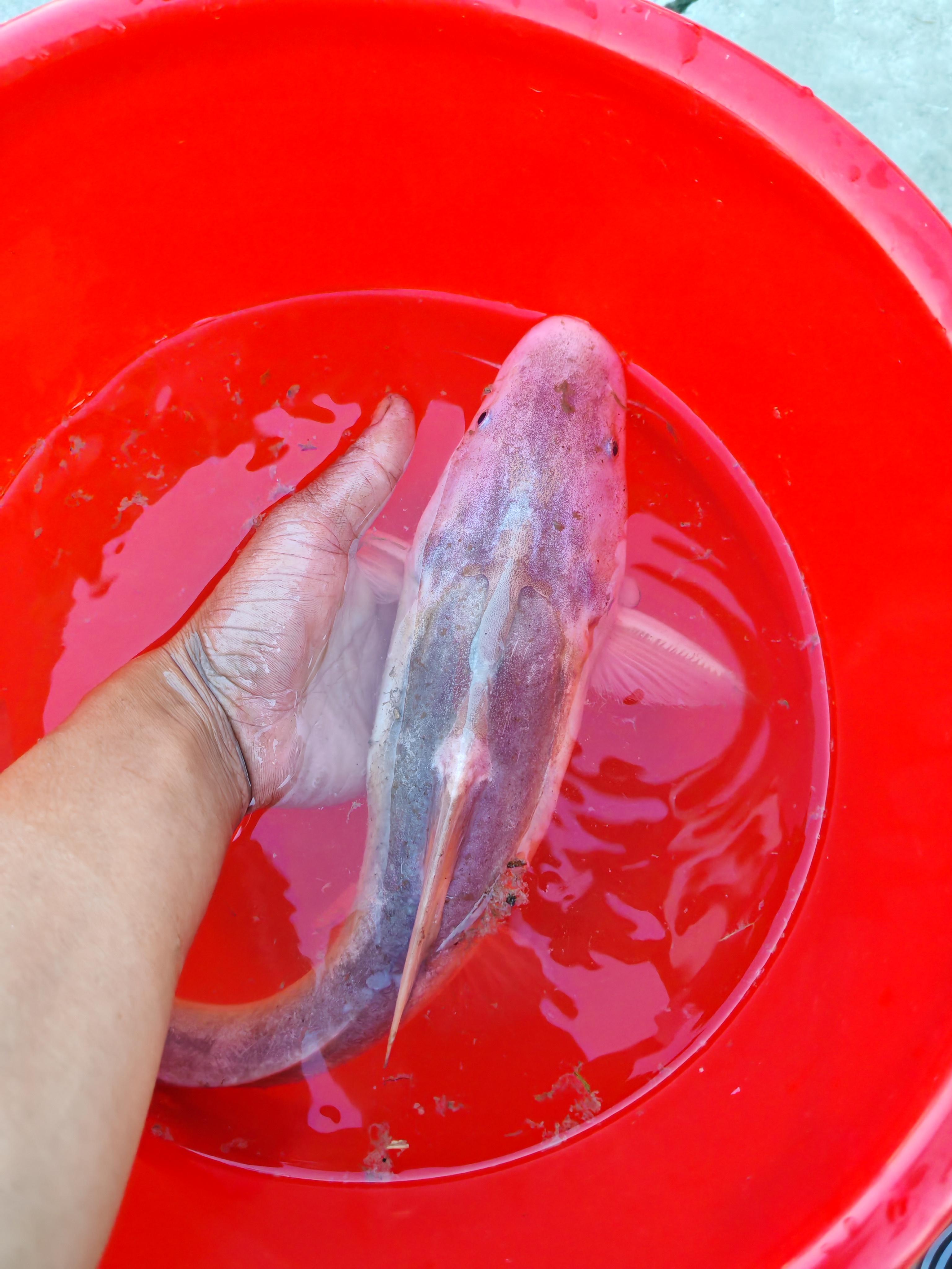 认识这条鱼的人都是美食达人!