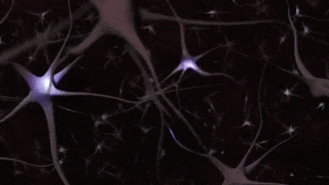 Science: 新研究首次观测到神经干细胞的分裂过程 - 知乎