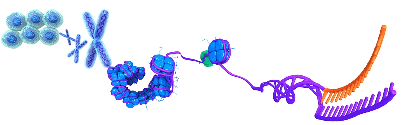 图解表观遗传学组蛋白修饰