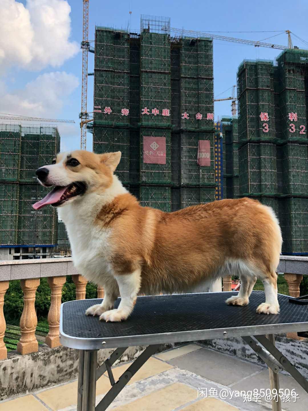 奶油脸柯基长大后脸上黑毛会褪吗? - 知乎