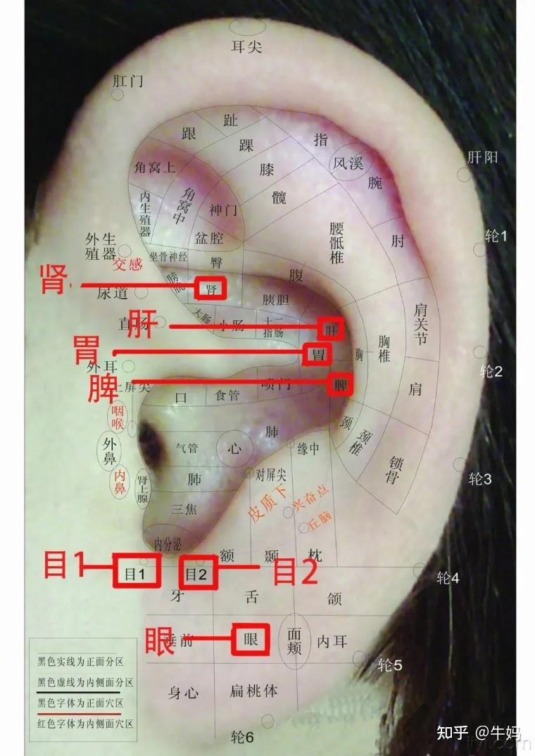 眼球反射区图解大全图片