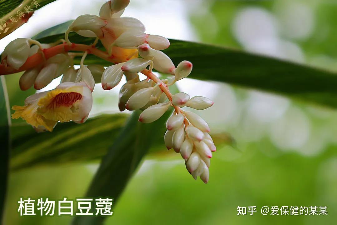 豆蔻仁的功效与作用_豆蔻的功效与作用略懂_豆蔻的功效与作用及禁忌