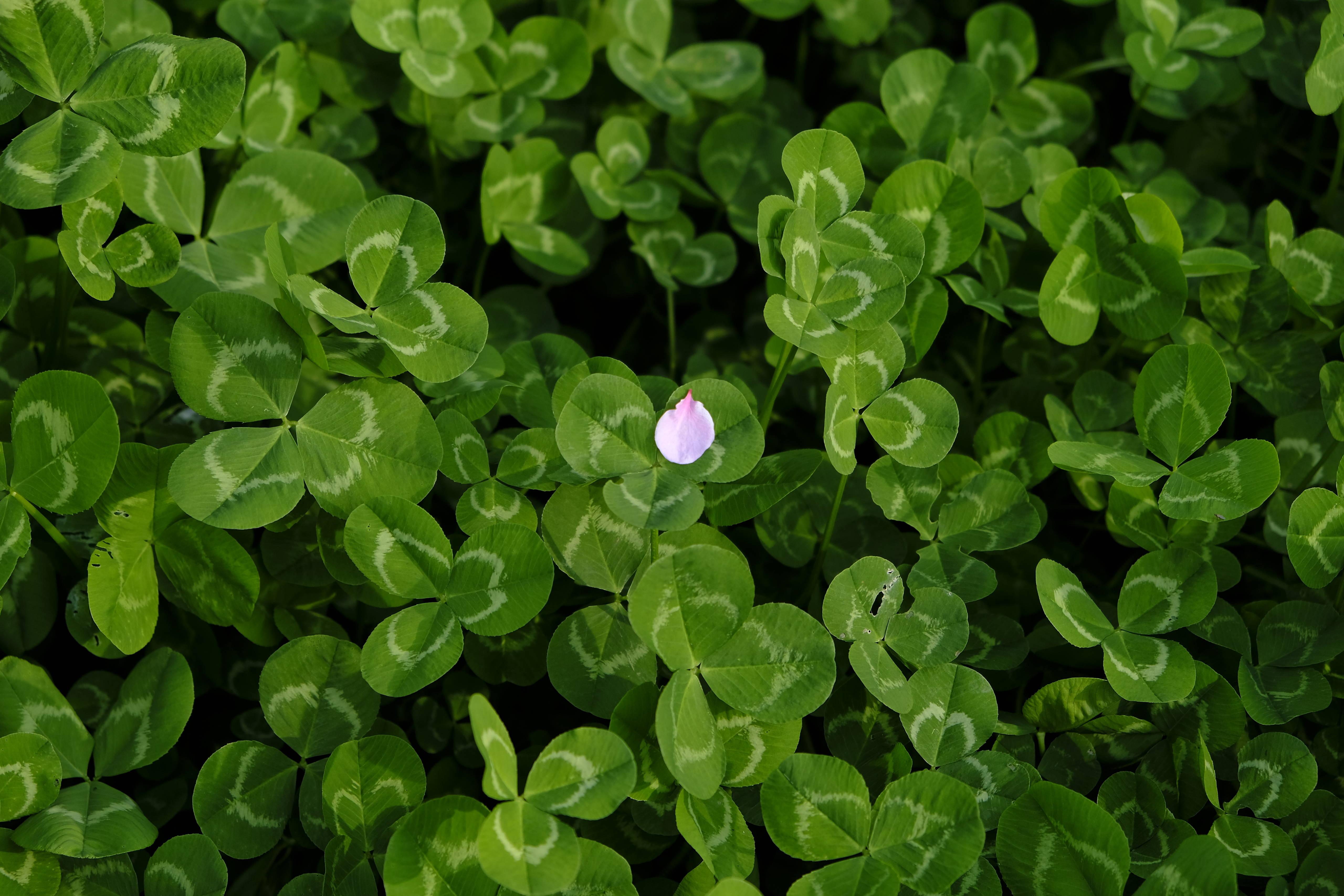 无水印神仙壁纸收藏【ipad,macbook通用】 - 知乎