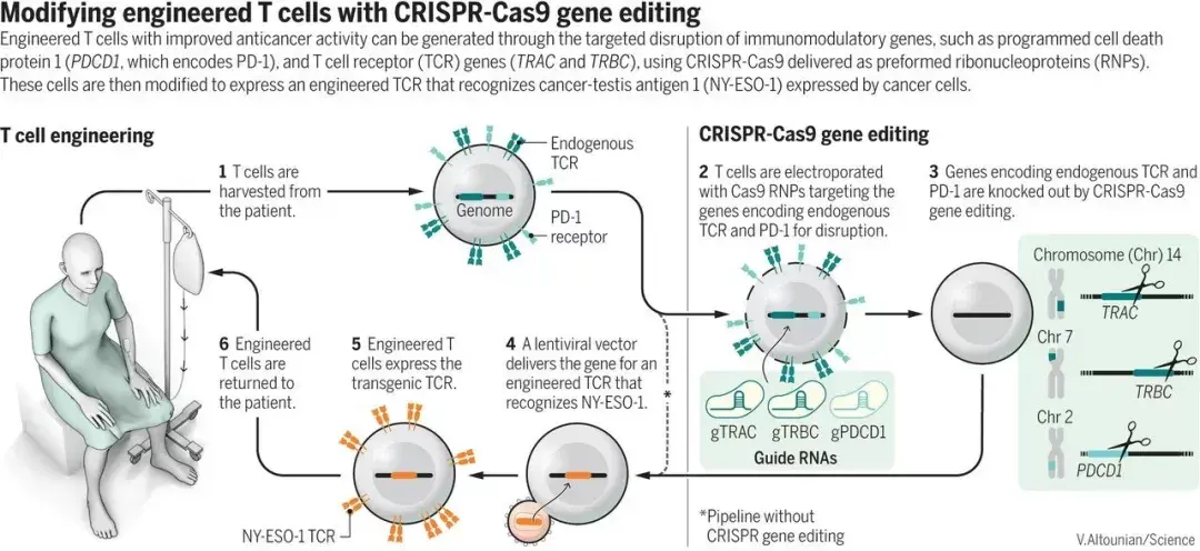 CRISPR-Cas9技术有望实现治愈的几种疾病 - 知乎