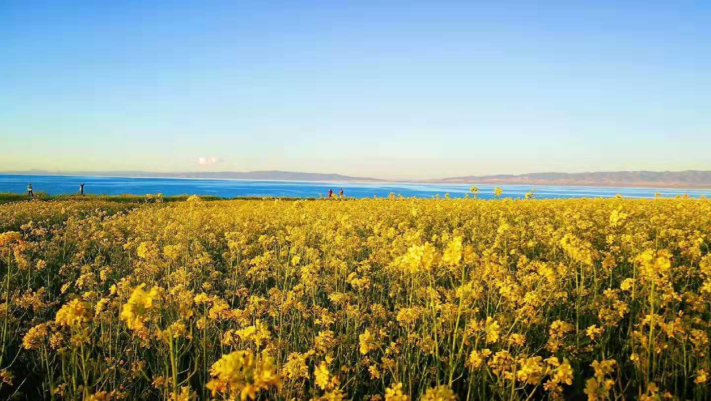 青海湖畔格桑花开