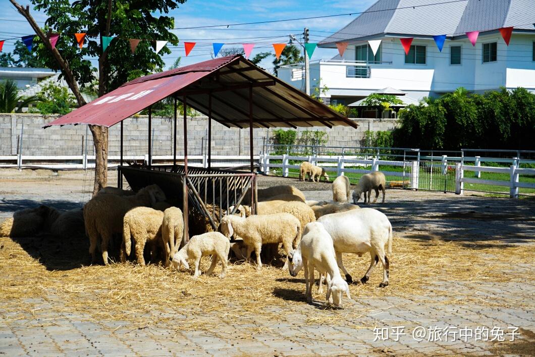 这处小瑞士绵羊牧场就在华欣的"圣托里尼"乐园对面,因为绵羊牧场的