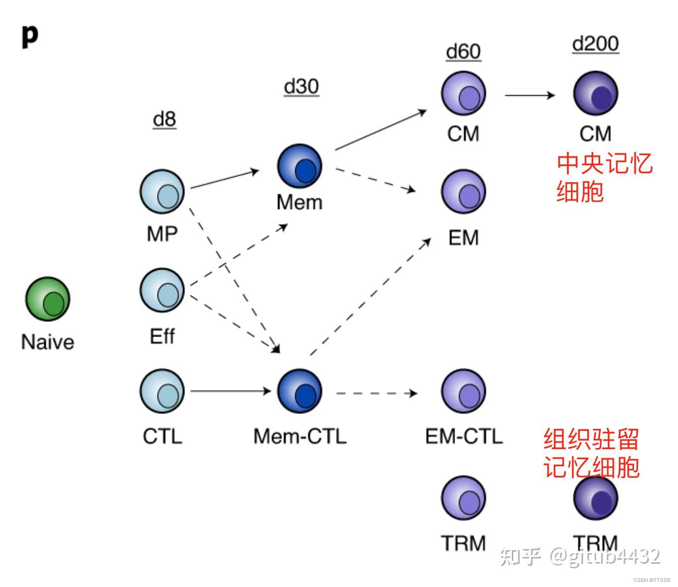 （research）时间单细胞转录组学和表观遗传学揭示了效应细胞、记忆细胞和耗尽cd8 T细胞中共享和独特的生物回路 知乎