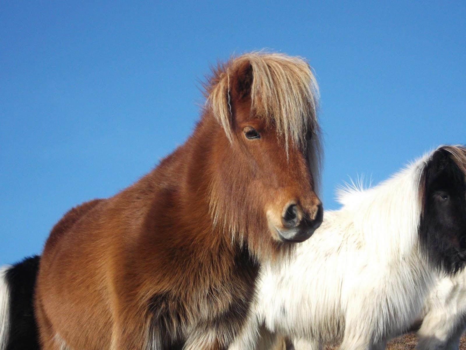 其实厄尼,阿尔伯特是两匹苏格兰矮种马,这种小萌物原产于英国的设特兰