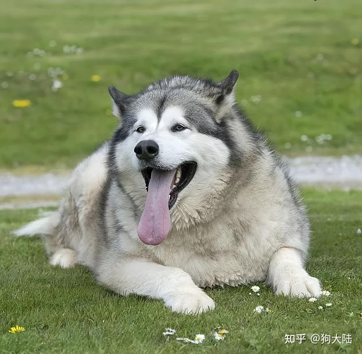 多次提醒:长时间这样养狗,对它很残忍! - 知乎