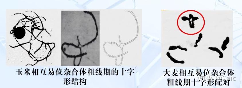 遗传学_6 染色体结构变异 - 知乎