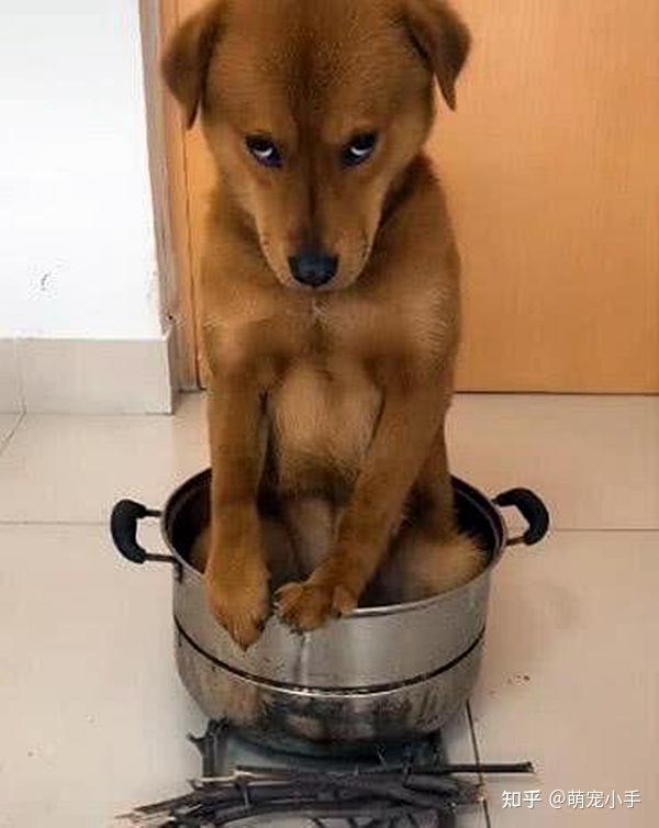"一脸委屈的狗:求求你嘛,我知道错了"如果狗狗犯错,可能会出现不敢出
