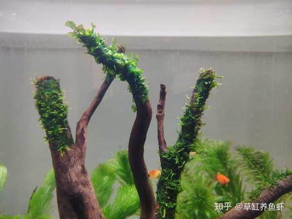 短鲷缸水流_60缸能养多少条短鲷_短鲷缸铺什么底砂