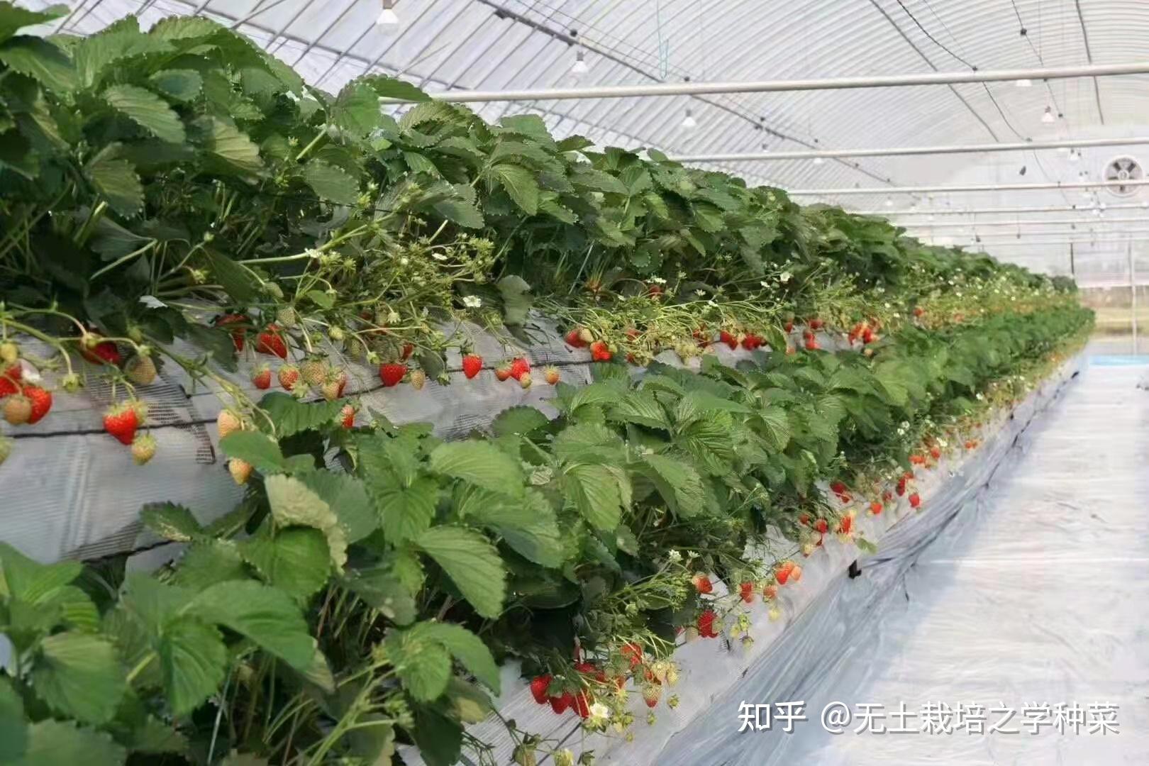 无土栽培蔬菜种植技术培训班接受报名中！ - 知乎