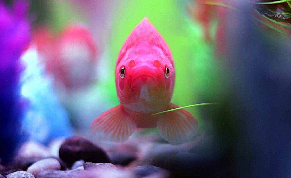 等他们说完了心中的惊奇时,我又往鱼缸里放进了一条黑金鱼,两条金鱼在