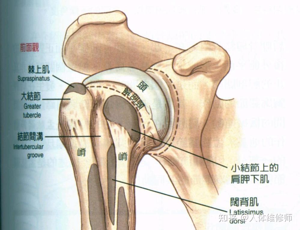 盂肱关节(gh):是由肱骨(上臂骨)的凸头和肩盂(位于后背肩胛骨的外侧)