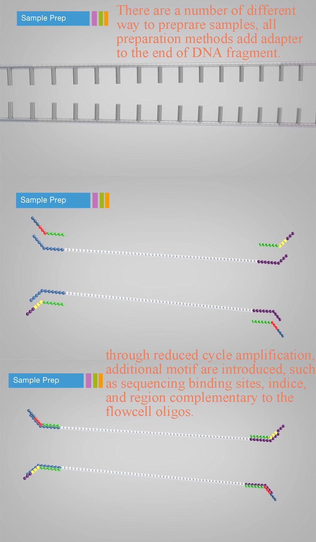 测序之前篇： NGS测序中，接头是如何添加上的，以及如何去接头 知乎