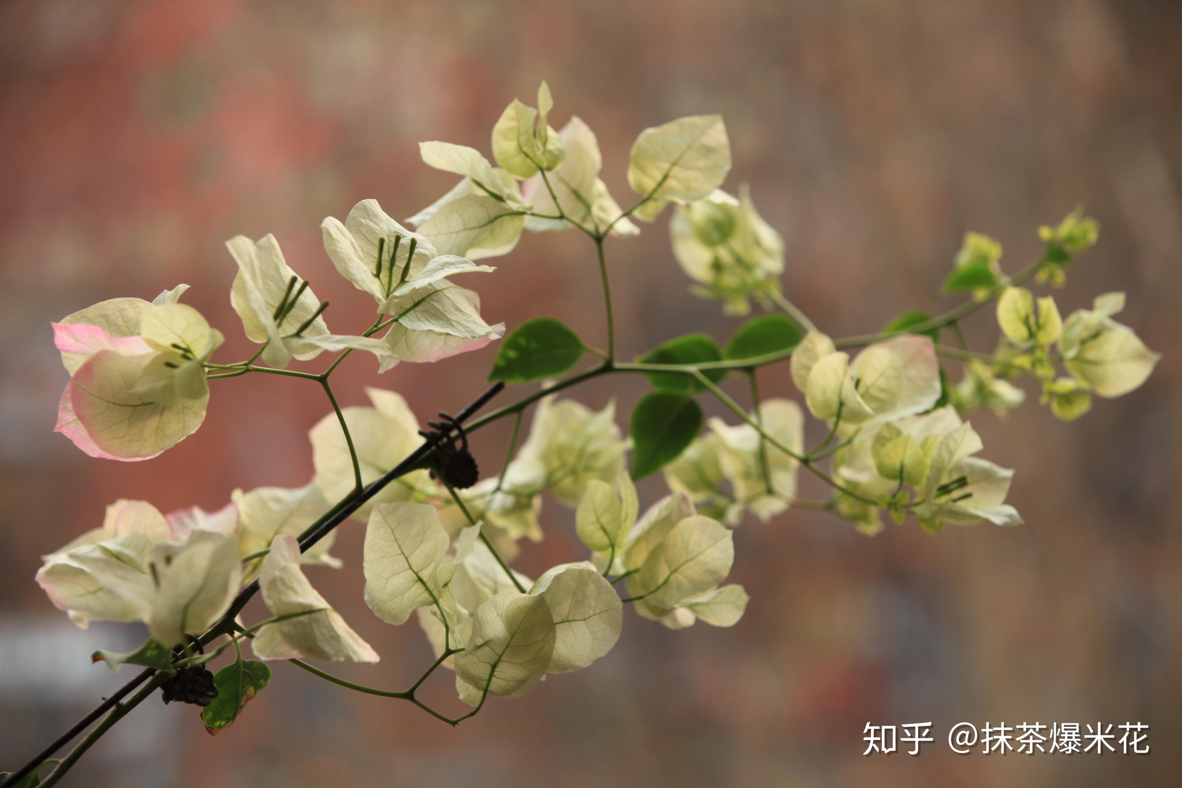 什么花适合室内养开花 v2-601fed2fe73409a12a931d3b586bcf49_r.jpg