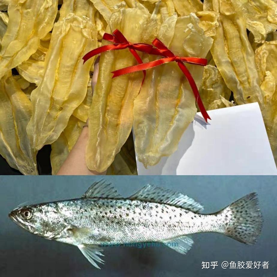 【鱼胶鱼种合集】这些鱼胶都是什么鱼的胶?原来蜘蛛胶的鱼长这样 - 知乎