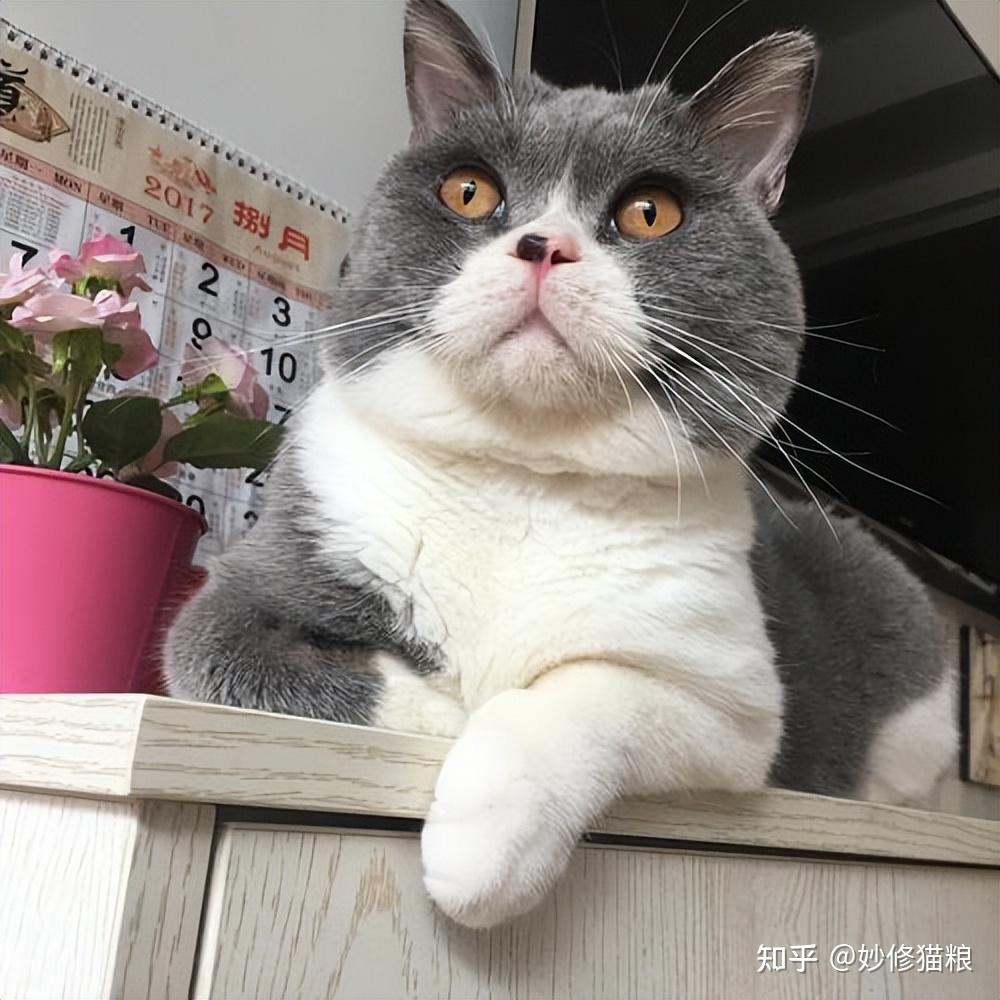 纯种英短的眼睛,是又大又圆的,而且看起来明亮有神.