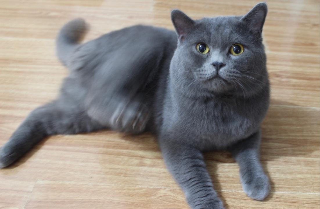 猫知道自己长得好看吗?