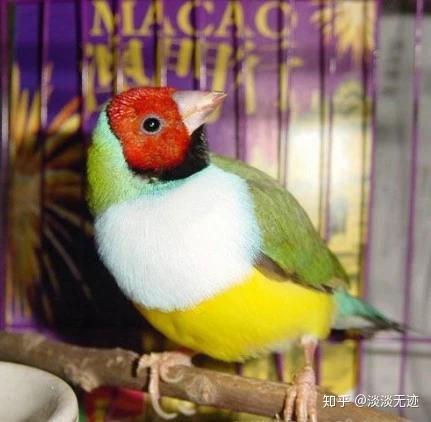 文鸟饲养方法