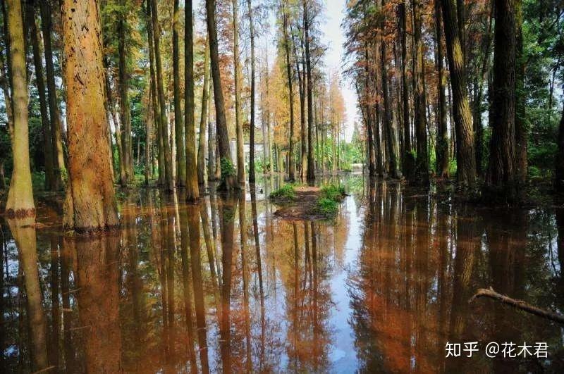 国家Ⅰ级濒危重点保护珍稀植物:水松 - 知乎