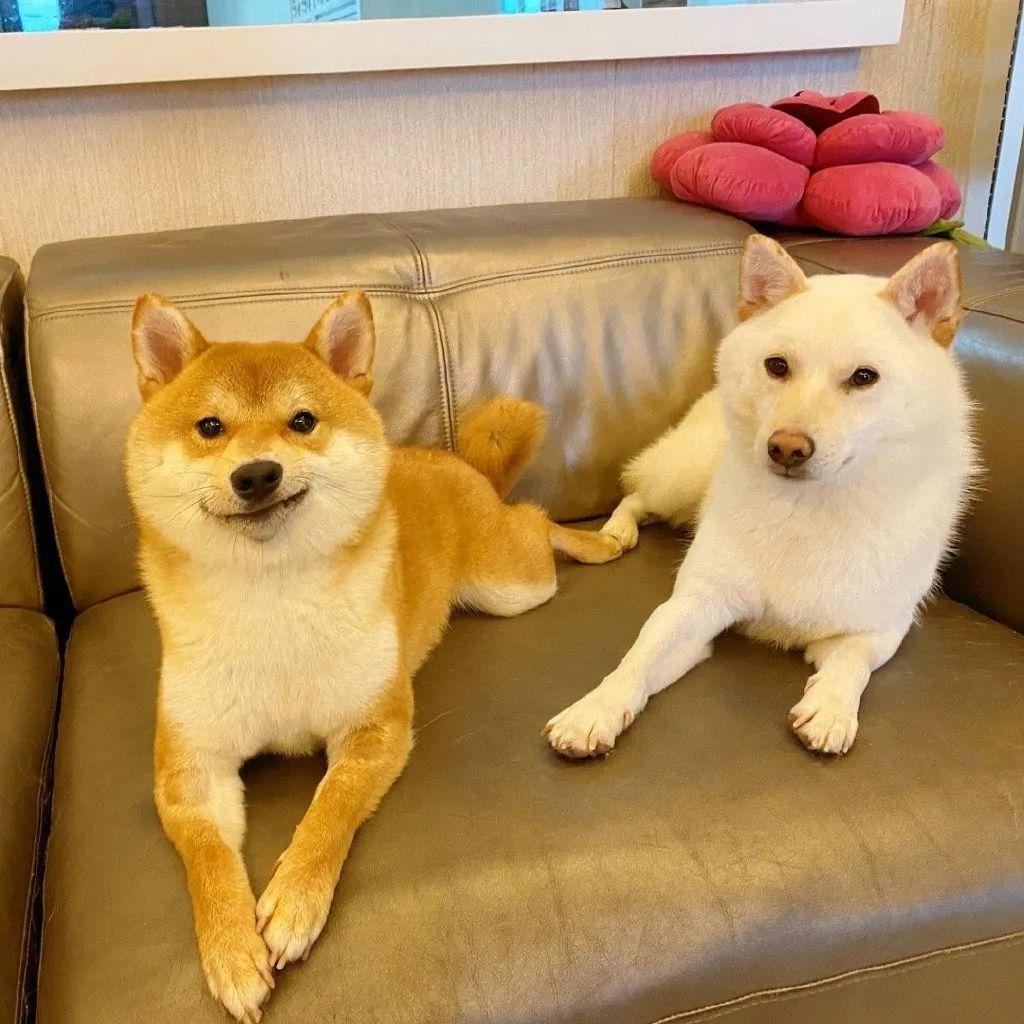 一组萌宠头像精选请签收