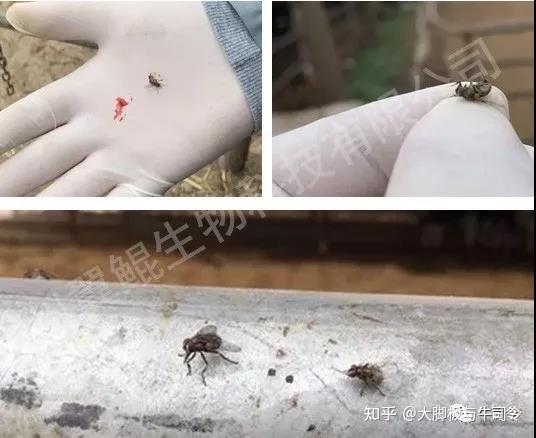 牧场灭吸血蝇 - 知乎