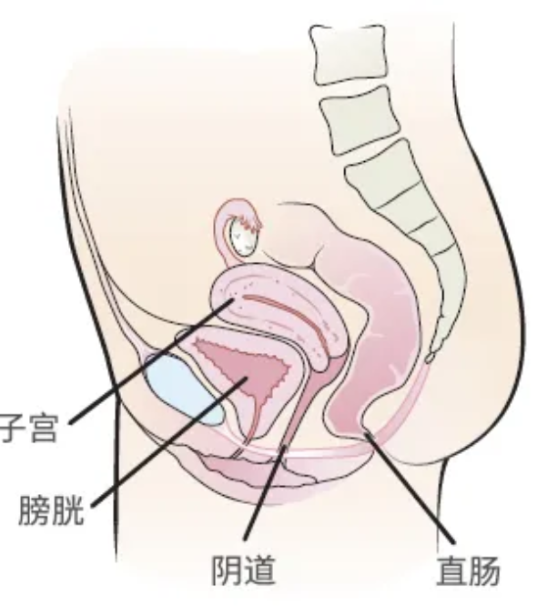 女生的那个地方 中间图片