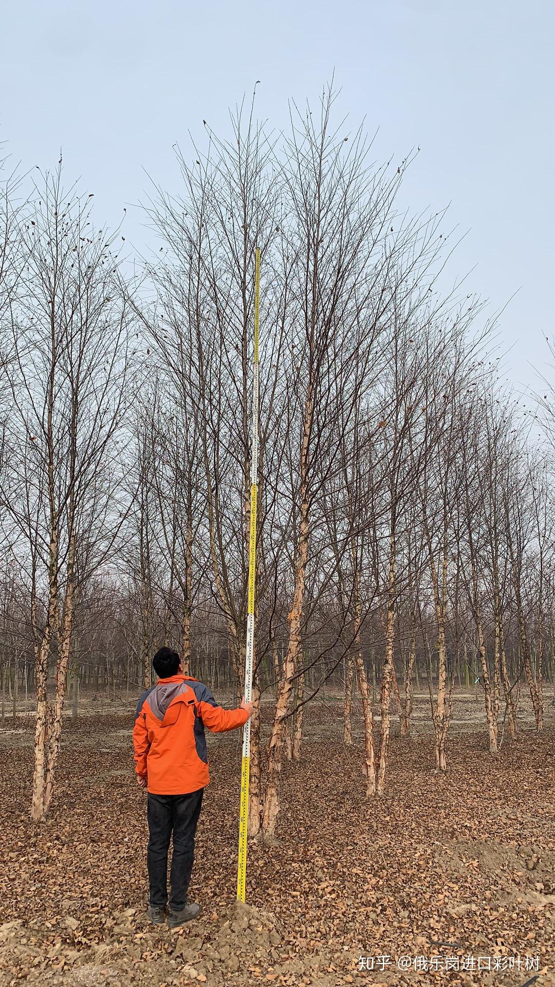 俄乐岗苗圃河桦冬季抽条耐寒标记试验