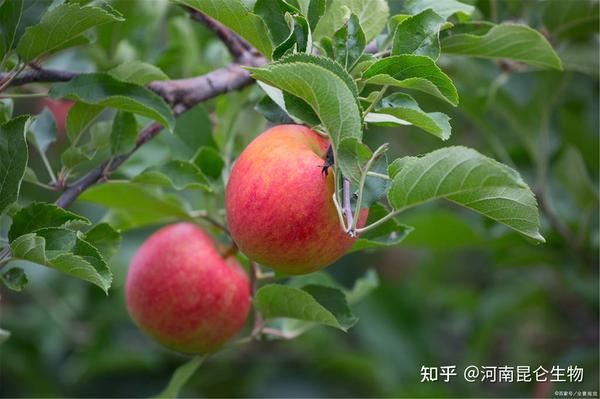 苹果挂果期用什么复合肥好 苹果结果期冲施什么肥料好 知乎